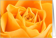 Yellow Rose Macro Photograph Botanical Blank Any Occasion card
