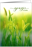 Gratzie Italian Language Thank You Summer Grasses card