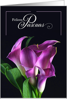 Spanish Easter Felices Pascuas Purple Calla Lilies Blank card