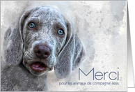 French Merci Thank You for Pet Sitting Watercolor Weimaraner card