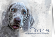 Italian Grazie Thank You for Pet Sitting Watercolor Weimaraner Blank card