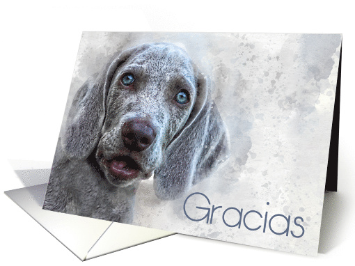 Spanish Gracias Thank You Watercolor Weimaraner Puppy card (794141)