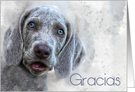 Spanish Gracias Thank You Watercolor Weimaraner Puppy card