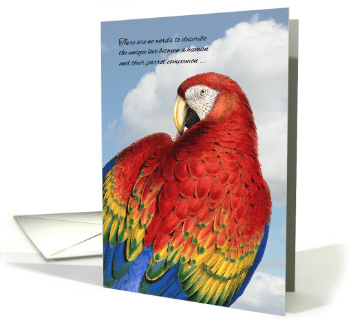 Loss of a Bird Pet Sympathy Rainbow Macaw Parrot card (958571)