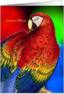Rainbow Macaw Parrot Pet Lover Blank Any Occasion card