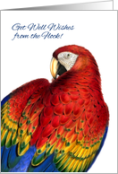 Get Well Wishes from the Group Rainbow Macaw Parrot card