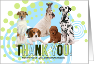 Thank You for Volunteering Cute Pack of Dogs with Name card