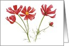 Vibrant Magenta Cosmos Flowers Blank card