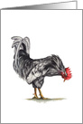 Jaunty Black and White Rooster looking for food Blank card