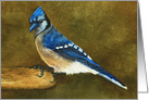 Blue Jay Perched on a Bird Feeder Blank card