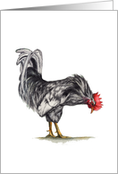Jaunty Black and White Rooster looking for food Blank card