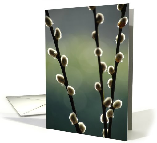 pussywillows card (417950)