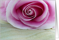 Pink rose card