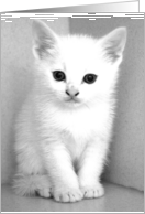 White kitten card