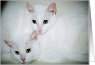 White cats card