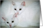White cats card