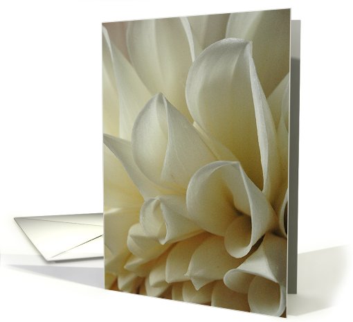 White dahlia card (422454)