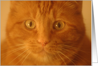 Orange Cat card