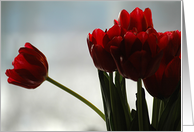 Red tulips card