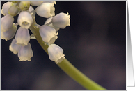 grape hyacinth card