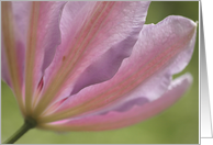 Pink Clematis card