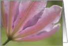 Pink Clematis card