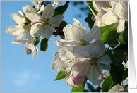 Apple Blossoms card