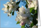 Apple Blossoms card