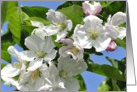 Apple Blossoms card