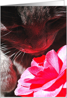 Kitty Camelia card