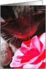 Kitty Camelia card