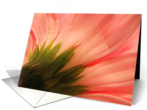Gerber daisy card (423451)