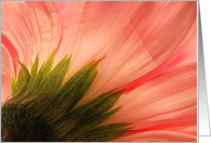 Gerber daisy card