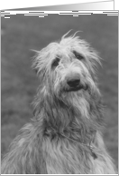 Wolfhound card