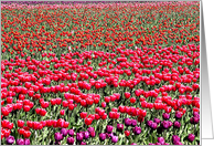 Multicolor tulips card
