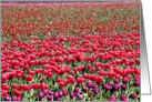 Multicolor tulips card