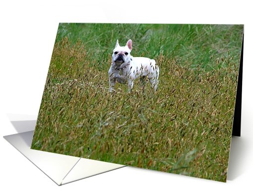 French bulldog card (424537)