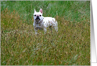 French bulldog card