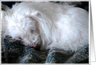 Sleeping Alice card