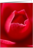 Camelia card