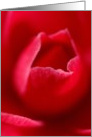 Camelia card