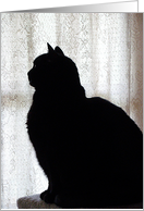 Black cat, profile