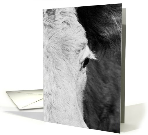 Cow eye card (429851)