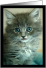Tiny kitten card