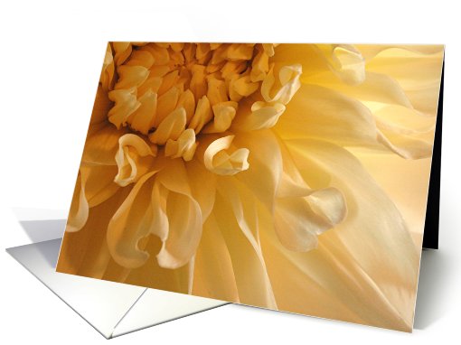 yellow dahlia card (435068)