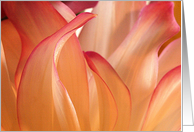 dahlia card