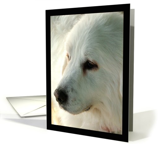 Great Pyrenees - blank card (435078)