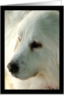 Great Pyrenees - blank card