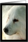 Great Pyrenees - blank card