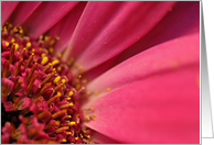 Gerber daisy card